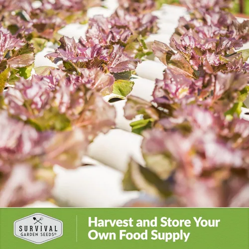 Vista 5 de Semillas de lechuga roja para plantar, 1 paquete con instrucciones para plantar y cultivar lechuga de hoja suelta en tu huerto casero, variedad