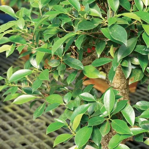 Vista 5 de Brussel's Bonsai - Árbol bonsái para interiores, Olla de cerámica, M Live Ficus Bonsai Tree, Indoor Houseplant, Ceramic Pot, 7-Year, Easy Care