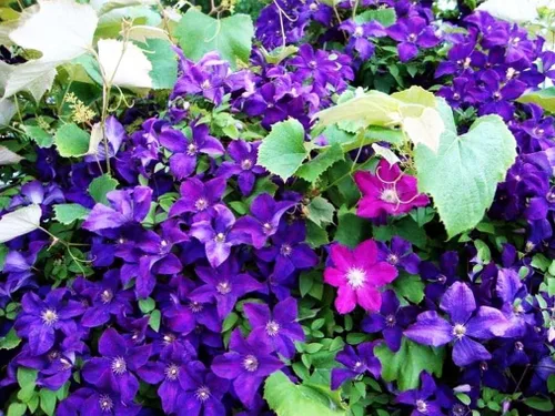 Vista 2 de Semillas de Clematis Mixtas Flor Vid Flor Perenne 20 Pcs Semillas