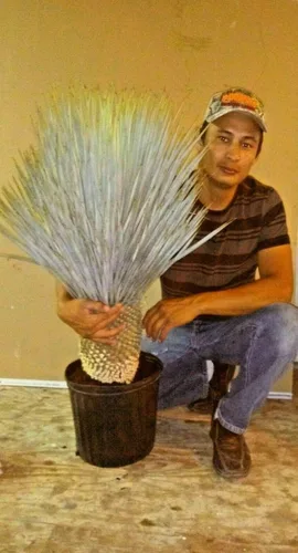Vista 3 de 1 planta viva muy exótica de yuca rostrata de 25 a 30 pulgadas