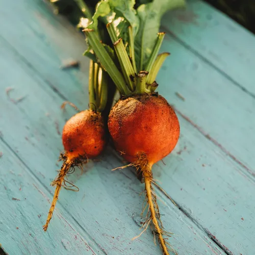 Vista 6 de Golden Detroit Beet - 50 semillas - Variedad de reliquia y polinizada abierta, semillas de vegetales sin OMG para plantar en interiores o exteriores