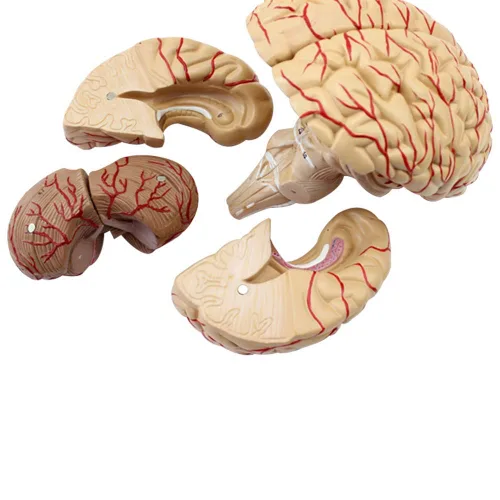 Vista 3 de Modelo anatómico del cerebro humano con arteria cerebral y nervio 9 partes para la enseñanza médica