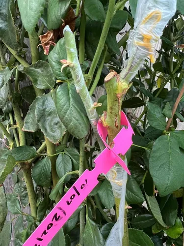Vista 3 de HAINANSTRY Cinta de injerto de 2 unidades, cinta elástica para injerto de jardín, cintas de reparación de plantas para árboles frutales florales