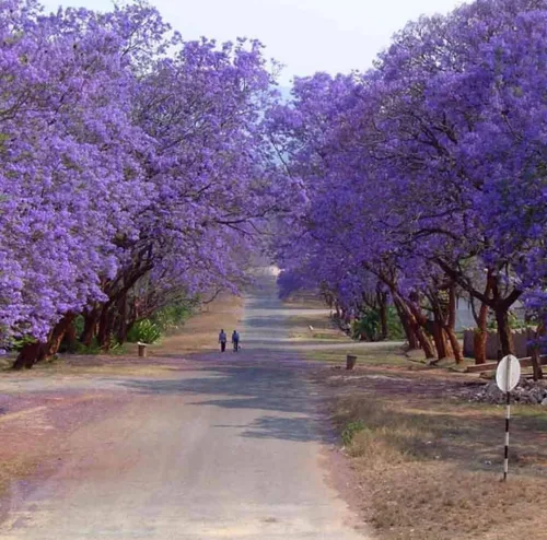 Vista 8 de 25 semillas de árbol de jacaranda azul Jacaranda púrpura Mimisifolia semillas de flor