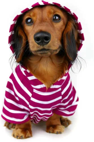 Vista 12 de DJANGO Sudadera con capucha para perro, cálido, ligero, suave y elástico para perro, con capucha, orificio para arnés y cintura elástica, sudadera