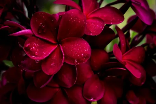 Vista 4 de Hawaiian Rare Plumeria Frangipani Planta esquejes rojo, blanco, amarillo, rosa - 10 pulgadas - Descuento Hawaiian Gifts LQ4 (rojo)
