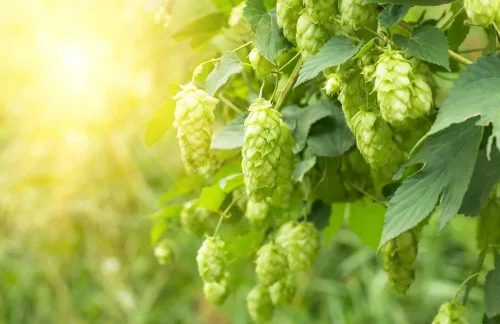 Vista 3 de Semillas de lúpulo común para plantar - 30 semillas - Lúpulo de cerveza, Humulus lupulus -Enviados desde Iowa, EE. UU