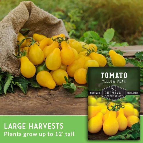 Vista 3 de Semillas de tomate Yellow Pear para plantar, variedad indeterminada de reliquia, racimos prolíficos de tomates cherry dorados en forma de pera