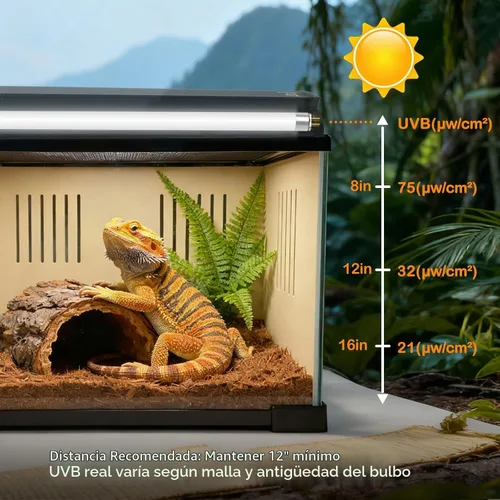 Vista 6 de Bombilla T5 10.0 UVB para reptiles, 8W HO UVB Bombilla de reptil, 2 paquetes de 12 pulgadas UVA UVB Tubo de lámpara fluorescente para dragón barbudo