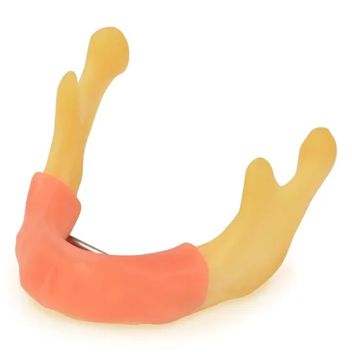 Vista 11 de Ultrassist Entrenamiento de implantes dentales Modelo edéntulo maxilar, maxilar simplificado con tejido suave, gran diente de entrenamiento