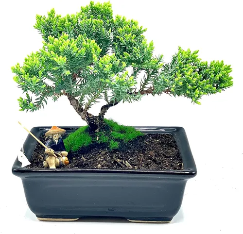 Vista 11 de Árbol bonsái enano vivo de enebro de más de 12 años con alfombrilla de bambú, árbol bonsái de enebro o jade, para interiores y exteriores, 100%