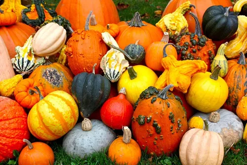 Vista 2 de Mezcla decorativa de semillas de calabaza ornamental, mezcla de calabaza ornamental, 10 semillas sin OMG para plantar