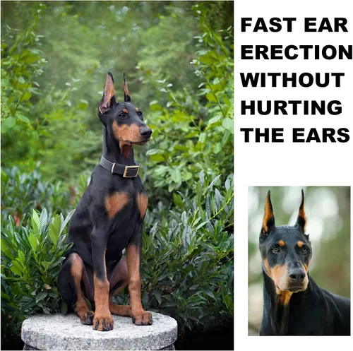 Vista 4 de Doberman Kit de publicación de orejas de perro, herramienta de soporte para orejas de perro, grifo de orejas de perro para Doberman Pinscher