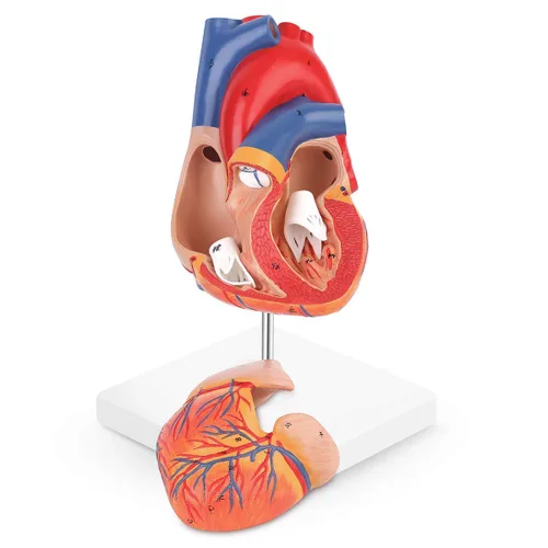 Vista 2 de SKUMOD Modelo de corazón humano 1:1, tamaño real de 2 partes de corazón numerado preciso que muestra 48 estructuras internas anatómicas