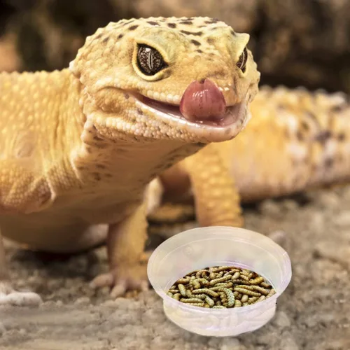 Vista 2 de SunGrow Vasos reutilizables Gecko para alimentos y agua, 100 unidades, cuencos de plástico reciclables de 1 onza, se adapta a soportes y comederos