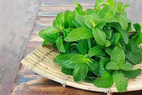 Vista 5 de Semillas Menta Menta Mentha Hierbas Medicinales Jardín para Plantar No GMO 1000 Semillas