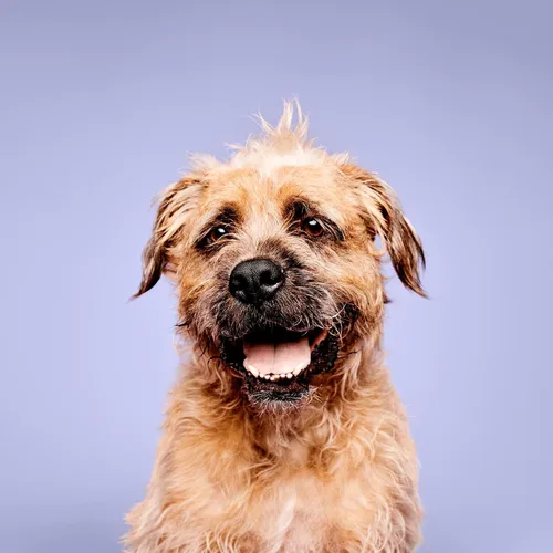 Vista 2 de Paul Mitchell Pet Champú Super brillante, lavado iluminador, champú blanqueador para perros, 16.9 onzas líquidas