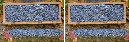 Vista 6 de Lavande Sur Terre - Lavandula Dentata, 16 onzas de capullo seco de lavanda, brotes de flores de lavanda secas de tierras altas