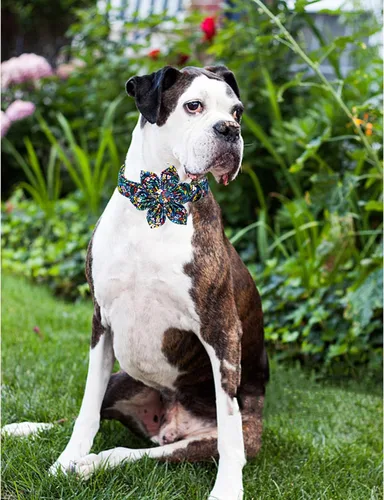 Vista 62 de Collar de perro Lionheart Glory, collar de perro rosa con flor, lindo collar para mascotas con patrón floral ajustable para perros pequeños Rosado