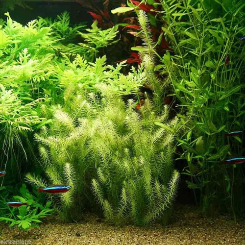 Vista 4 de Mainam Mayaca Fluviatilis - Paquete de plantas de acuario vivas para decoración de pecera de agua dulce Plantas acuáticas 3 días garantizados