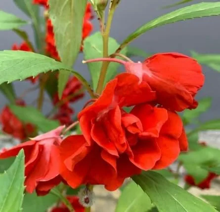 Vista 2 de Generic 100pcs Balsam Camellia Semillas de Flor 100pcs Balsam Camellia Semillas de Flor 100 semillas de flores de camelia de bálsamo