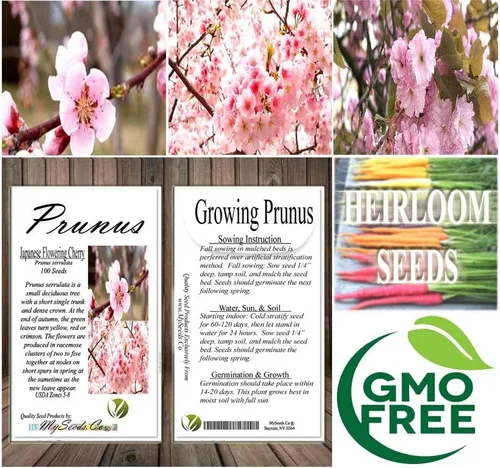 Vista 7 de Prunus serrulata (cereza japonesa floreciente), flores dobles rosas ricas, frutos negruzcos del tamaño de un guisante, elige la cantidad (1 unidad)