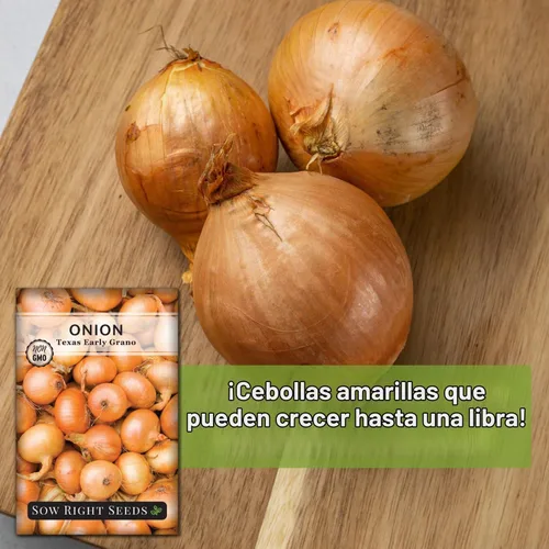 Vista 5 de Sow Right Seeds Cebolla Grano Temprana de Texas