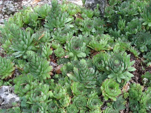 Vista 2 de 100 Sempervivum Tectorum Seeds Aka Gallinas y Pollos (100 Semillas) Premio Rhs.