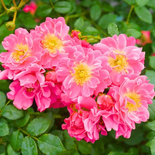 Vista 7 de Arbustos de rosas blancas cremosas listas para plantar, rosas trepadoras, plantas vivas fragantes, 6-8 pulgadas de alto en maceta, floración durante