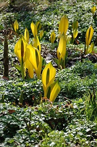 Vista 5 de 10 semillas de flor de col lysichiton americanus mofeta húmeda de lysichiton amarillo