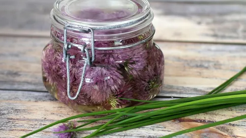 Vista 5 de TomorrowSeeds - Semillas de cebollino - Más de 500 unidades - para plantar en 2025 Estados Unidos Jardín Vegetales Hierbas Perennes Floración Morada