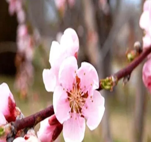Vista 2 de Prunus serrulata (cereza japonesa floreciente), flores dobles rosas ricas, frutos negruzcos del tamaño de un guisante, elige la cantidad (1 unidad)