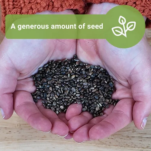 Vista 5 de Sow Right Seeds - Semillas de altramuz Russell a granel para plantar - Paquete jumbo de reliquia sin OMG - Flor perenne - Ideal para bordes
