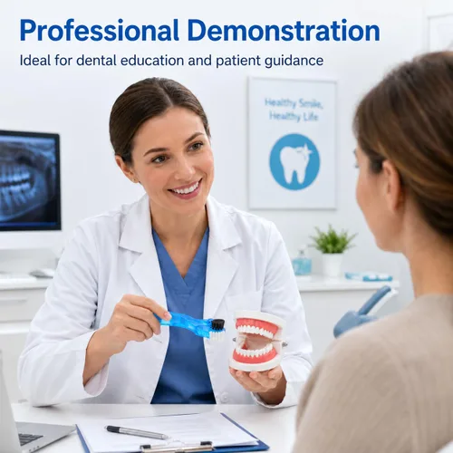 Vista 4 de Modelo de dientes dentales con cepillo de dientes dental, modelo de dientes estándar para cepillar, demostración de modelo de boca de dentadura