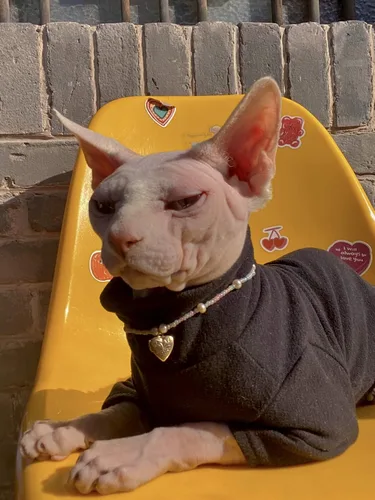 Vista 6 de Ropa de gatos sin pelo, camiseta de algodón, chaleco transpirable para primavera y otoño, ropa de gato con cuello alto para Sphynx, Cornish Rex