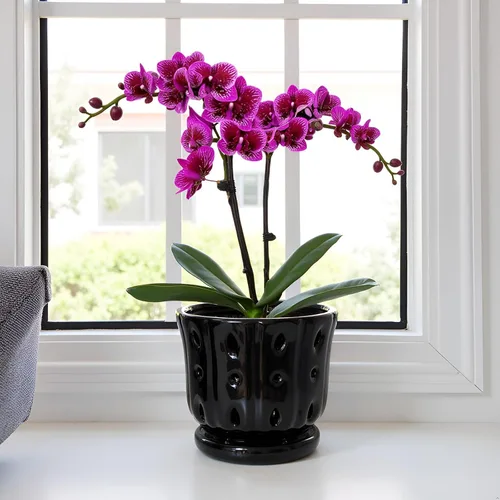 Vista 6 de Maceta de Cerámica para Orquídeas con Platillo Adjunto y Agujero de Drenaje de 6 Pulgadas (Negro)