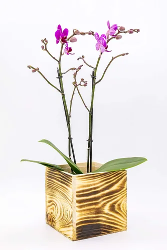 Vista 6 de Maceta de madera cuadrada de 4 pulgadas, color madera quemada, forro de plástico, exhibición de centro de mesa de jardín, soporte de flores de boda