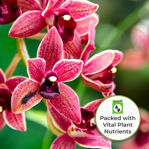 Vista 5 de Perfect Plants Fertilizante líquido para orquídeas de 8 oz. Alimento vegetal para todas las variedades epífitas Fomenta la repetición de auges