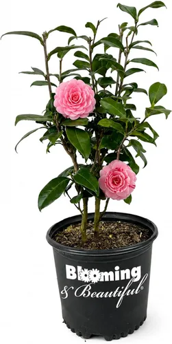 Vista 13 de Camelia, arbusto floreciente de hoja perenne viva, 3 galones