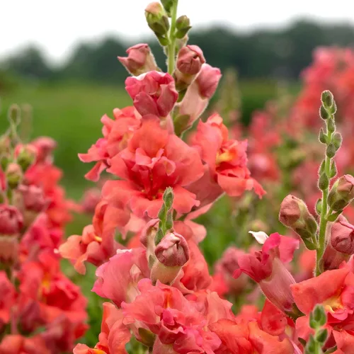 Vista 31 de Eden Brothers Snapdragon Seeds - Manzana