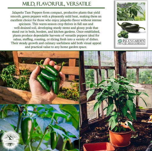 Vista 5 de Semillas de pimientos picantes Jalapeño Tam para plantar, más de 50 semillas tradicionales por paquete, semillas de jardín de Isla