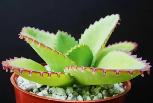 Vista 4 de 1 planta viva madre de miles Suculenta Kalanchoe Daigremontiana de 4 pulgadas Bryophyllum Daigremontianum 1 planta de sombrero mexicano