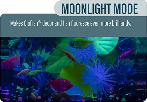 Vista 5 de Kit de acuario GloFish Betta Shadowbox