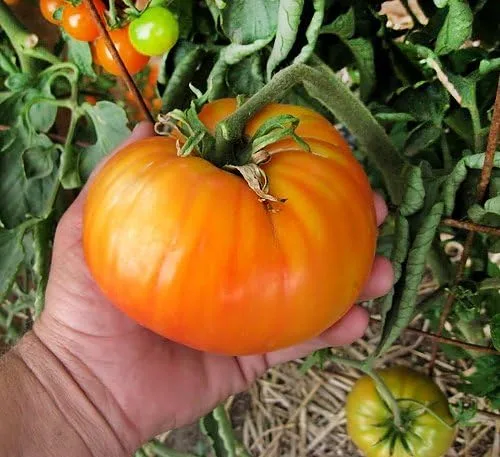 Vista 8 de Más de 30 semillas gigantes de tomate Mr. Stripey de 1-2 libras, sin OMG, bajas en ácido, indeterminadas, polinizadas abiertas, sabor rico