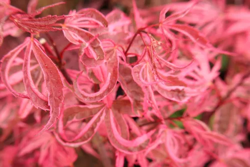 Vista 4 de Shirazz Arce Japonés - Crema y Rosa Variegación Planta Viva, 1 Año