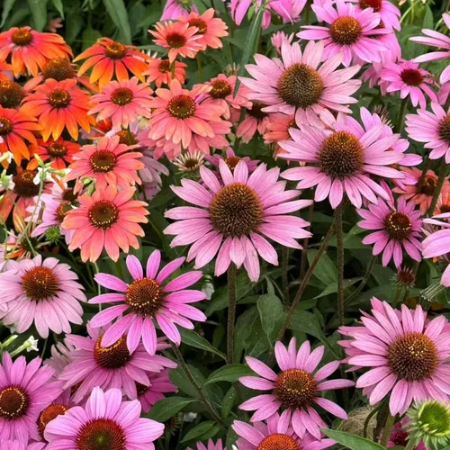 Vista 7 de 100 semillas de equinácea morada – Semillas de flores de equinácea rosa para plantar, variedad de reliquia sin OMG para jardines de flores silvestres