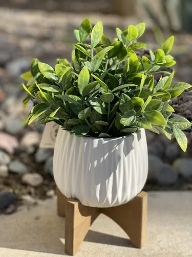 Vista 2 de Hoja de té artificial para plantas en maceta de cerámica Ridge de 5 pulgadas en soporte de madera, blanco mate