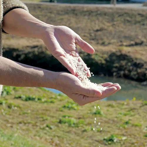 Vista 4 de HOKKAIDO YUMEPIRIKA Yumepirika, arroz blanco japonés extra premium, producto de Hokkaido, Japón, arroz pegajoso de grano corto de alta gama, gran