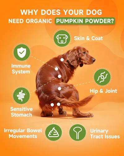 Vista 2 de Calabaza para perros – Polvo de calabaza orgánica para perros – Apoyo diario para la digestión, diarrea, estreñimiento, malestar estomacal