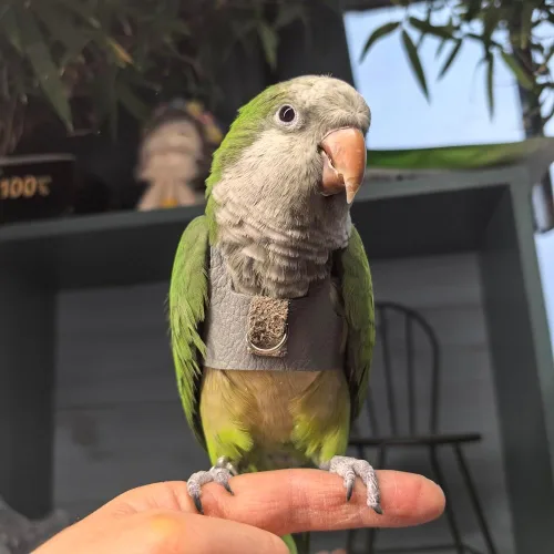 Vista 3 de Chaleco de arnés de vuelo de pájaro, traje de vuelo de loro con correa para periquitos, cacatúas, conures budgies, ropa de vuelo de pájaros